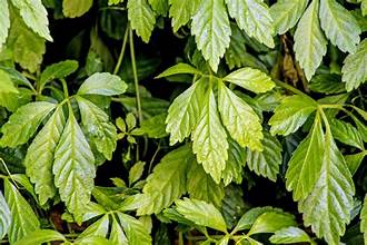 Gynostemma pentaphyllum